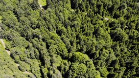 An aerial shoot done by drone of a green forest 