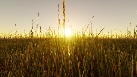 Summer scene with the camera moving slowly through the long golden grass towards the bright sun, setting in the distance - seamless looping.