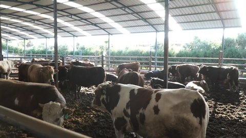 Modern farm barn with milking cows eating hay/Cows feeding on dairy farm/Cows in cowshed/Calf feeding on farm/Livestock farm/Agriculture industry/Milk farm