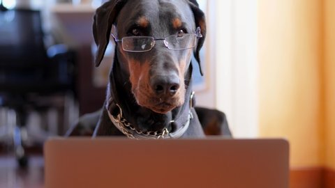Funny Dobermann Working on His Laptop