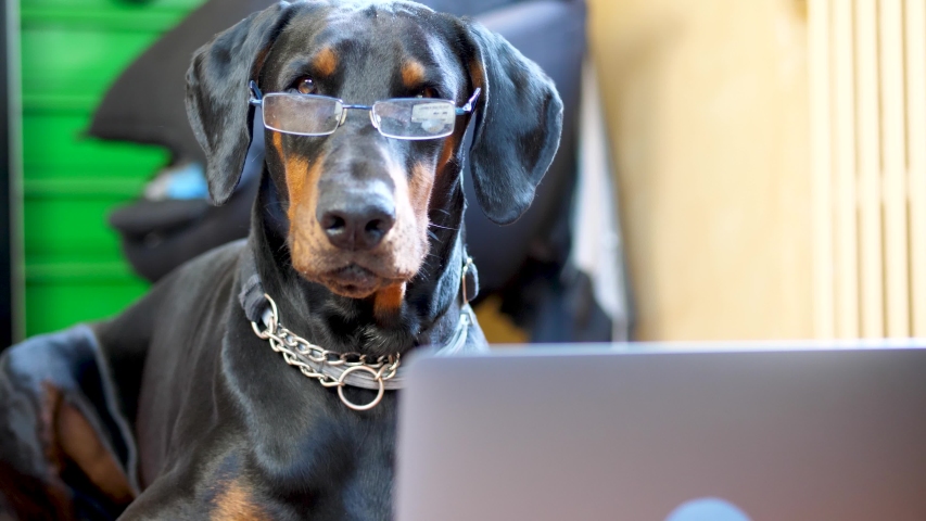 Funny Dobermann Working on His Laptop Royalty-Free Stock Footage #1053833039