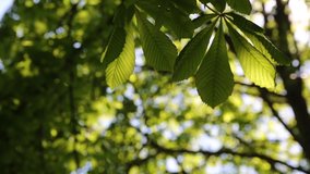 Short footage of new fresh green leaves on a chestnut tree at springtime