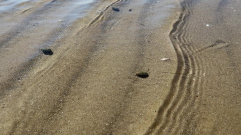 Sea ​​snails crawl on the sand