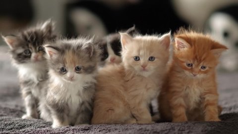 Cute Stock Footage of Maine Coon Kitten at 35 days old.
