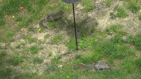 Panning view of a successful bird feeders equipped with squirrel baffle