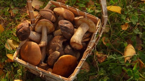 Hand puts a mushroom into a basket full of freshly picked mushrooms on the background of green grass