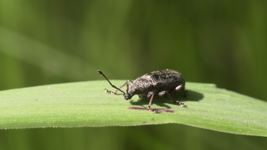 Macro shot of a weevil beetle on a green blade of grass preparing to take off.