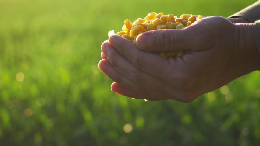 corn seed in farmer hands, agriculture. farmer holding maize harvest, green background. cereal plant grown for its grain, maize field, corn harvest, Agriculture corn farm harvest. Golden corn growing Royalty-Free Stock Footage #1053842432