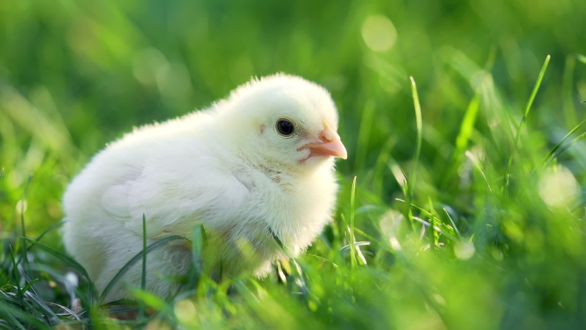 Close up Newborn Poultry Yellow Stock Footage Video (100% Royalty-free ...