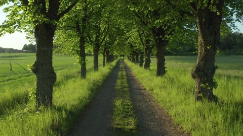Green long alley with trees on sunny summer day. drone shot of countryside landscape at beautiful evening sunlight. pathway into the distance