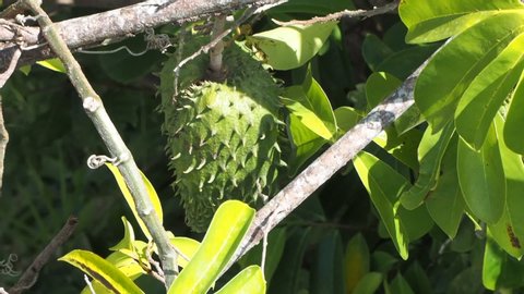 Soursop or Guanabana Fruit on the tree. Exotic fruit. 