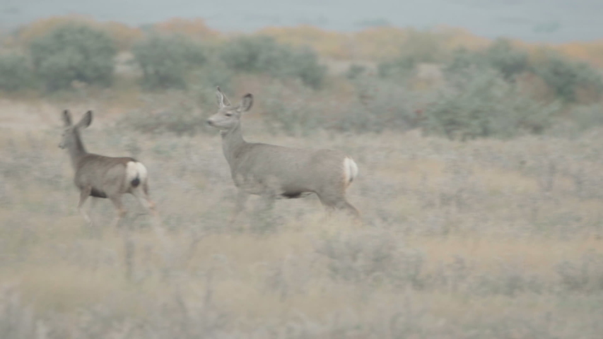 Mother Mule deer and her young doe walk through brush