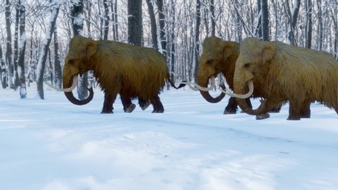 A 3D animation of a herd of Woolly Mammoths walking through a snowy wooded area during the Ice Age.