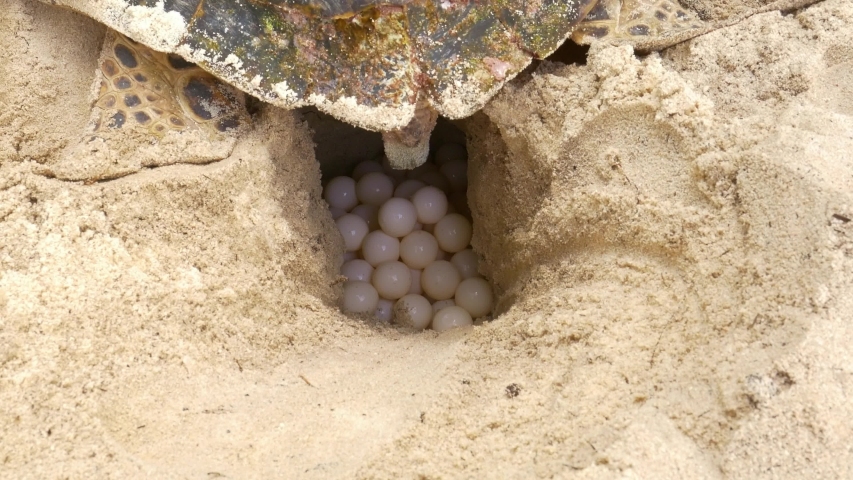 Sea Turtle slow and carefully laying eggs into nest. | Shutterstock HD Video #1053854246