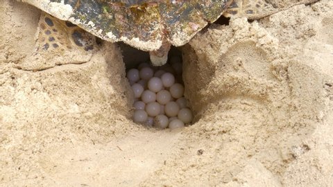 Sea Turtle slow and carefully laying eggs into nest.