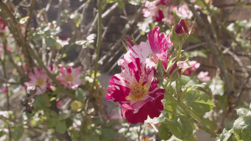 Tiger Roses Stock Video Footage - 4K and HD Video Clips | Shutterstock