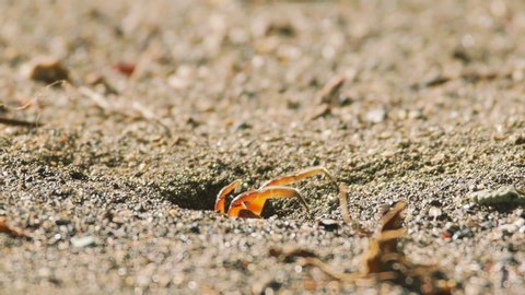 Red crab with big eyes pulling sand out of hole. Slow motion.