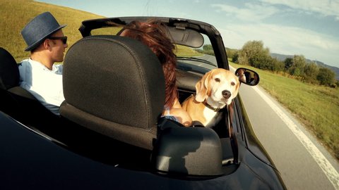 Couple driving in convertible car on summer day with dog in lap. Transportation concept. Personal car concept. Traveling with animals concept.