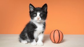 HD video of a tuxedo kitten sitting on a wood floor next to a kitty sized basketball, looking at viewer. Orange background.

