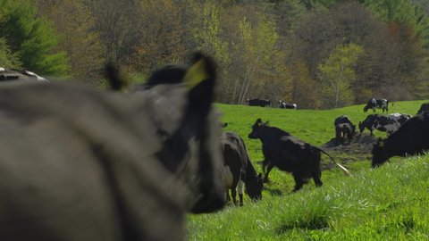 Cows running into pasture on the first day of spring
