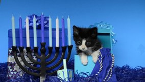 HD video of an adorable tiny black and white tuxedo kitten peaking out of a blue present box next to menorah with dreidel for Hanukkah. Bright blue background. Animal antics fun holiday theme.
