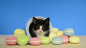 HD video of a black  and white tuxedo kitten laying in a cookie jar with macaroon cookies strewn about on the table. Kitten falling asleep. Sugar coma. Blue background.
