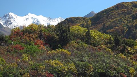 Natural Autumn Colors of Thickets and Snowy Mountain Peaks