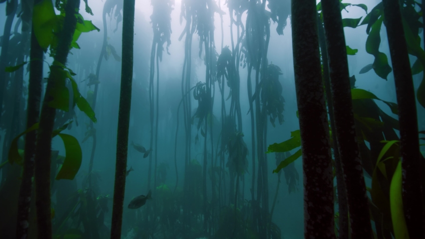 Magnificent Drifting through a kelp forest near Cape Peninsula, South Africa Royalty-Free Stock Footage #1053868184