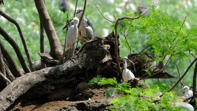 the environment of egret birds and other species in conservation areas
