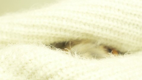 hamster peeking out of a white fluffy bedspread
