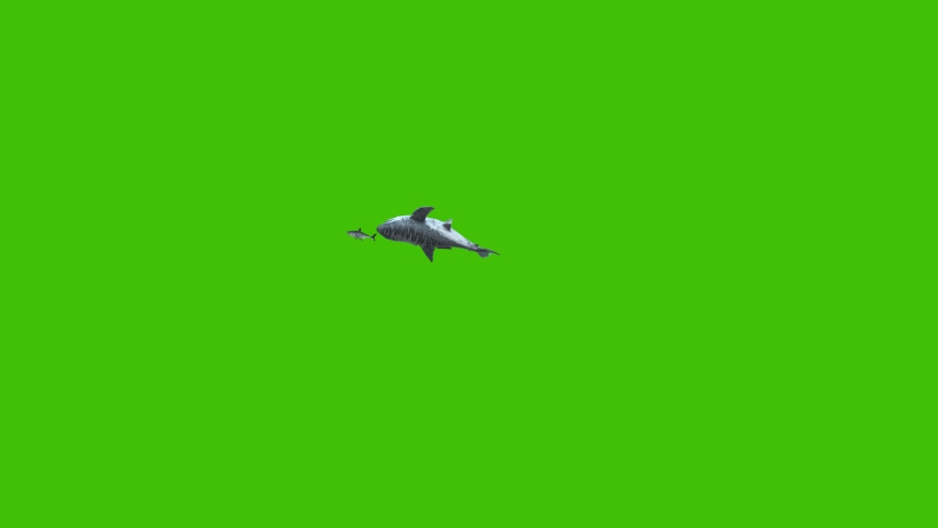 Jurassic Megalodon Attacks the Shark Green Screen 4K 3D Rendering Animation Royalty-Free Stock Footage #1053874793
