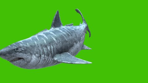 Jurassic Megalodon Attacks the Shark Green Screen 4K 3D Rendering Animation