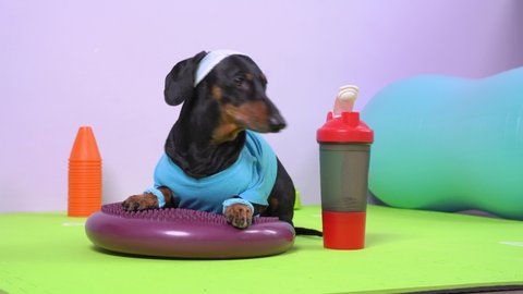 Dachshund dog in sports uniform with soft hair band on head to protect face from sweat lies on balancing disk, barks, run away to do fitness, bosu and plastic bottle of water is nearby, front view