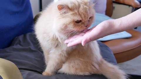 The motion of woman feeding hairball paste for cat on hand with 4k resolution