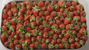 Slow motion video of a woman's hands throw wet ripe red strawberries with green leaves on a square tray with holes from stainless steel. Top view. Strawberries background. Full HD video, 240fps, 1080p