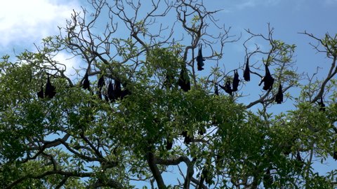 Flying foxes Bats Hanging down from tree. Pteropus megabats daylight Emu Park bat colony