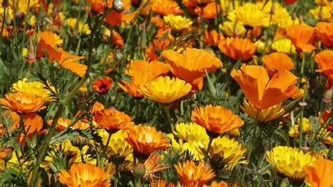 Eschscholzia californica poppy and  marigold in front of flower field in the nature 