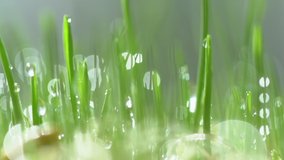 Fresh green grass with dew drops clips,dew drops on green grass footage,rain drops on green grass video