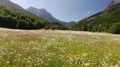 Flying over a wild chamomile field in the mountains of Montenegro. Lonely tree in the middle of the field.