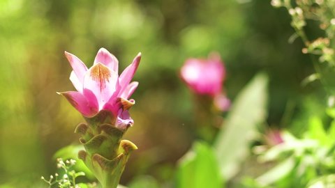 Warm Light, Close Up Blooming Siam Tulip Flower or Curcuma Alismatifolia, Curcuma Sessilis in Garden