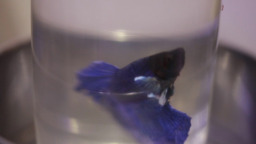 Beautiful Blue Fighter Fish in a Bowl | Shutterstock HD Video #1053881207