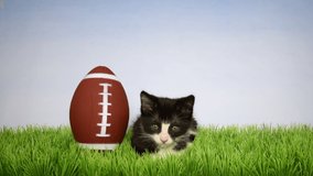 HD video of an adorable black and white tuxedo kitten in green grass with an American football, blue sky with clouds background. Animal sports theme.
