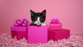 HD Video of a black and white tuxedo kitten in a pink present box surrounded by more pink presents and confetti, pink background. Kitten looking around and meowing. Fun animal antics.
