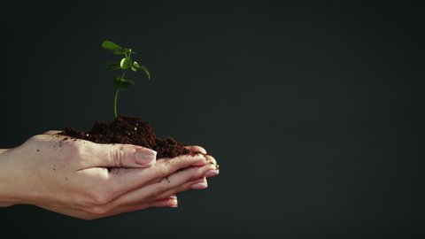 Plant growth. Earth day. Caring female hands holding green seedling isolated on copy space dark background.の動画素材