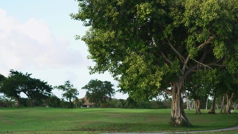 Amazing tree in the green golf park Punta Cana Dominican Republic. Summer evening in green garden background.