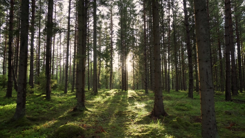 Swedish forest trees and evening sun fading through woods. Warm bright sunbeam star illuminating trunks and dosh of lovely plants. Beautiful green clean environment nature in summer time in Sweden Royalty-Free Stock Footage #1053886112