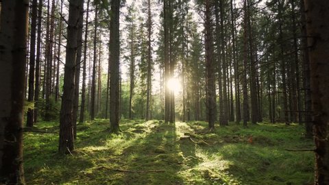 Swedish forest trees and evening sun fading through woods. Warm bright sunbeam star illuminating trunks and dosh of lovely plants. Beautiful green clean environment nature in summer time in Sweden