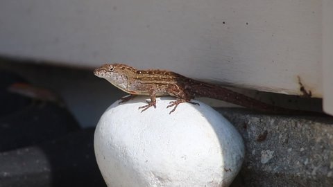 Anole Lizard Displaying throat pouch