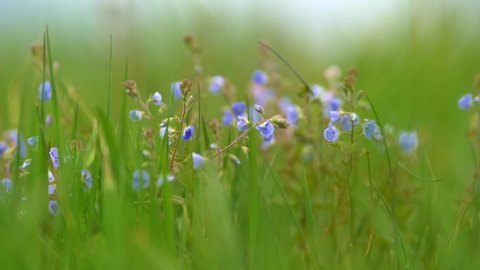 Pretty veronica chamaedrys flowers aka cat's eyes waving in the wind. Blue wildflowers growing in meadow in morning time in summer. Slow motion shot