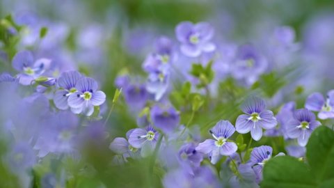 Spring wild flowers. Light blue veronica chamaedrys aka germander speedwell flowers waving in the wind among green flora in meadow. Slow motion shot